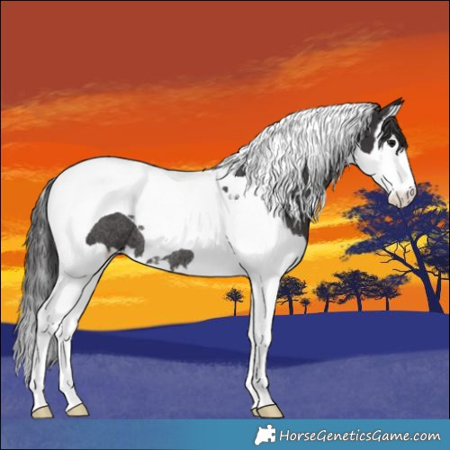Horse Color:Smoky Black Splash Tobiano Rabicano 