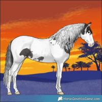 Horse Color:Smoky Black Splash Tobiano Rabicano 