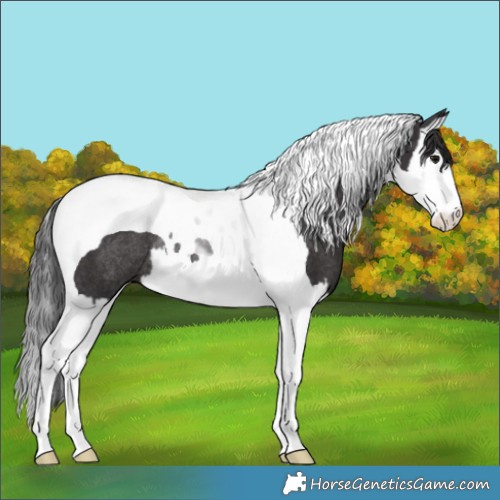 Horse Color:Smoky Black Splash Tobiano Rabicano 