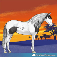 Horse Color:Smoky Black Splash Tobiano Rabicano