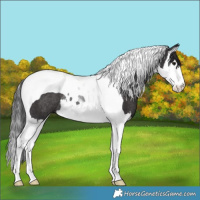 Horse Color:Smoky Black Splash Tobiano Rabicano 