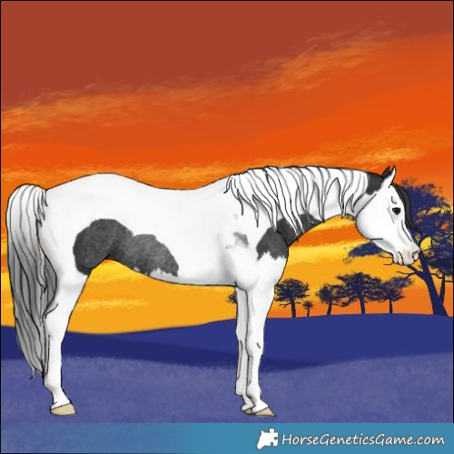 Horse Color:Black Splash Tobiano Rabicano 