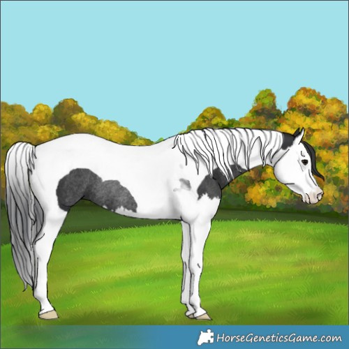 Horse Color:Black Splash Tobiano Rabicano 