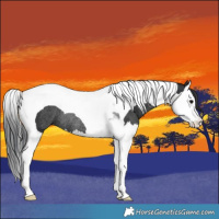 Horse Color:Black Splash Tobiano Rabicano 