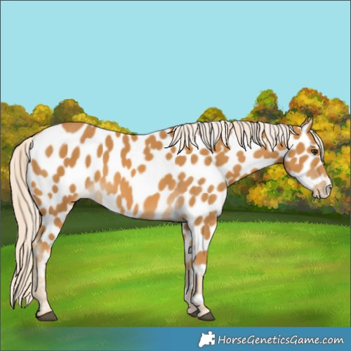Horse Color:Palomino Appaloosa 