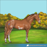 Horse Color:White Spotted Chestnut Frame 