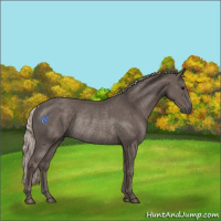 Horse Color:Silver Black Rabicano