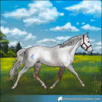 Horse Color:Gray White Spotted Chocolate Palomino 
