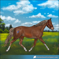 Horse Color:Chestnut Tobiano 