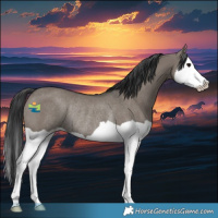 Horse Color:Grullo Splash Rabicano 