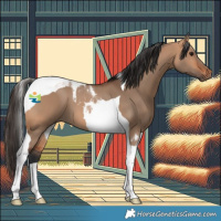 Horse Color:Bay Dun Tobiano 
