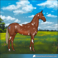 Horse Color:White Spotted Chestnut 