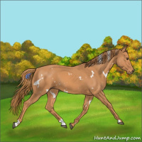 Horse Color:White Spotted Chestnut 