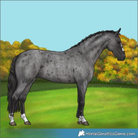 Horse Color:Smoky Blue Roan