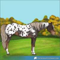 Horse Color:Liver Chestnut Tobiano Appaloosa 