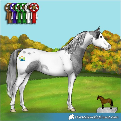 Horse Color:Blue Roan Splash Tobiano Rabicano 