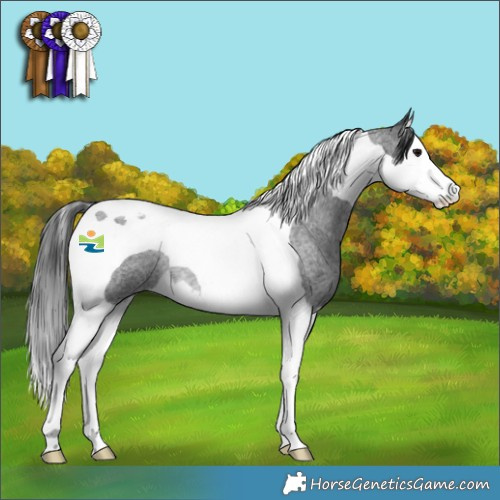 Horse Color:Blue Roan Splash Tobiano Rabicano 