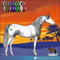 Horse Color:Blue Roan Splash Tobiano Rabicano 