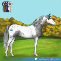 Horse Color:Blue Roan Splash Tobiano Rabicano 