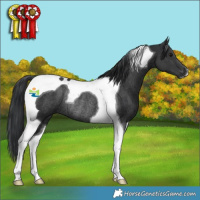 Horse Color:Black Tobiano Rabicano