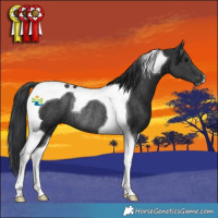 Horse Color:Black Tobiano Rabicano
