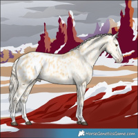 Horse Color:Palomino Dun Splash Appaloosa 