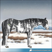 Horse Color:Black Sabino 
