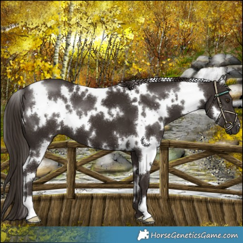 Horse Color:White Spotted Liver Chestnut 