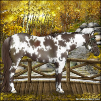 Horse Color:White Spotted Liver Chestnut
