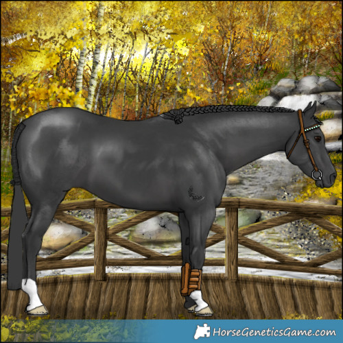 Horse Color:Black 