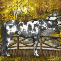 Horse Color:White Spotted Black