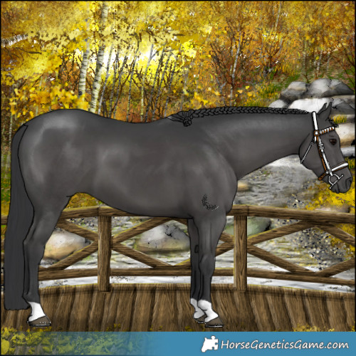 Horse Color:Black 