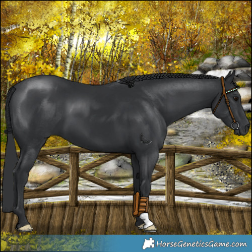 Horse Color:Black 