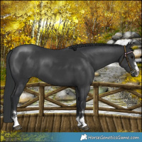 Horse Color:Black 