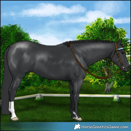 Horse Color:Black 