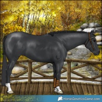 Horse Color:Black 