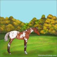 Horse Color:White Spotted Silver Bay Roan Appaloosa Rabicano