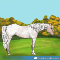 Horse Color:White Spotted Silver Bay Roan Blanket Rabicano 