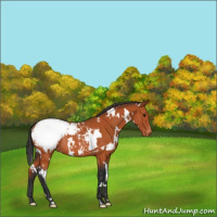Horse Color:White Spotted Bay Appaloosa Rabicano 