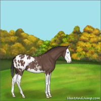Horse Color:Bay Roan Splash Appaloosa 
