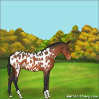 Horse Color:Bay Roan Appaloosa 