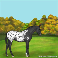 Horse Color:Blue Roan Appaloosa