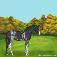 Horse Color:White Spotted Black 