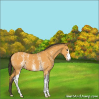 Horse Color:White Spotted Buckskin