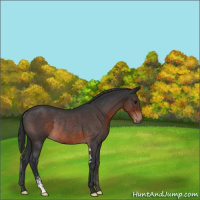 Horse Color:Brown Roan Sabino Rabicano 