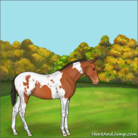 Horse Color:Bay Tobiano Appaloosa 