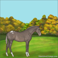 Horse Color:Silver Black Appaloosa 