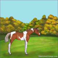 Horse Color:Silver Brown Tobiano Rabicano 