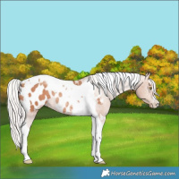 Horse Color:Silver Sable Champagne Tobiano Blanket Rabicano 