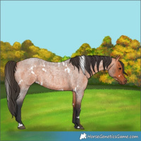 Horse Color:White Spotted Bay Roan